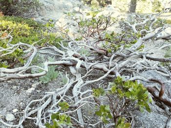 Close-up of tree