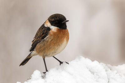 Close-up of sparrow perching on snow