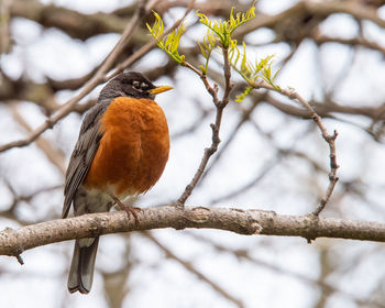 Close-up of bird perching on branch