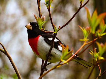 Close-up of bird perching on branch