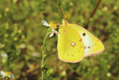 Close-up of butterfly pollinating flower