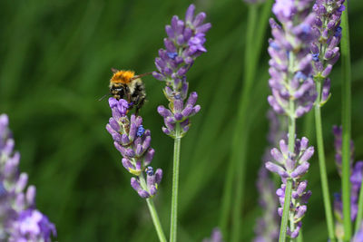 Bee pollinating on purple flower