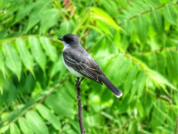 Close-up of bird perching on plant