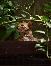 Cat in a plant