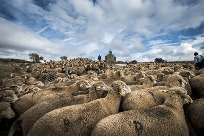 Panoramic view of sheep against sky