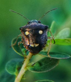 Close-up of insect on leaf