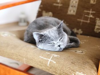 Cat sleeping in box