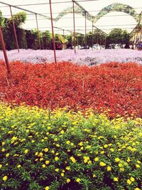 Scenic view of flowering plants and trees on field