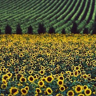 yellow, flower, agriculture, field, rural scene, beauty in nature, growth, freshness, nature, sunflower, fragility, landscape, abundance, farm, tranquil scene, plant, tranquility, blooming, crop, petal