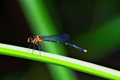Close-up of damselfly on leaf