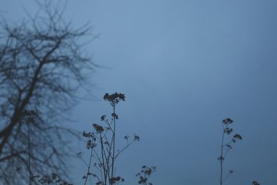 Low angle view of flower tree against clear blue sky