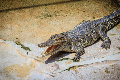 High angle view of a lizard on rock