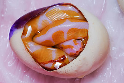 High angle view of dessert in water