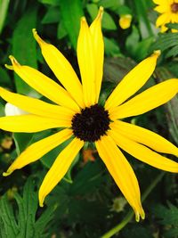 Close-up of yellow flower blooming outdoors