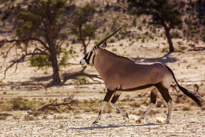 Side view of a horse on the ground