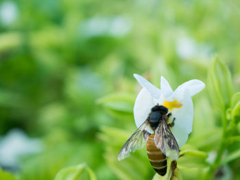 Close-up of insect on white flower