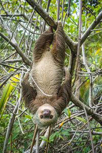 Close-up portrait of sloth hanging upside down on branch in forest