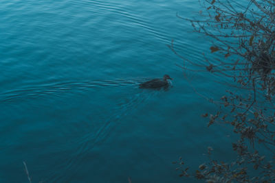 High angle view of duck swimming in lake