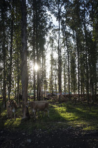 Trees on field in forest