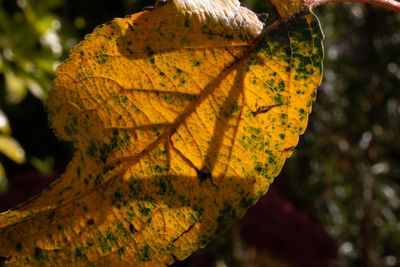 Close-up of yellow maple leaf on tree