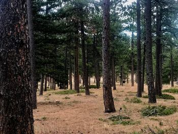 Pine trees in forest