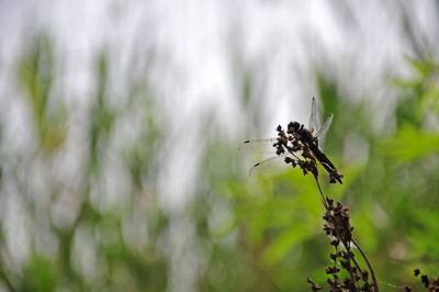 Close-up of butterfly pollinating on flower