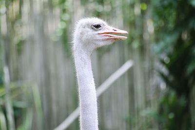 Portrait of an ostrich against blurry background