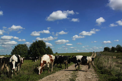 Cows stand in the field