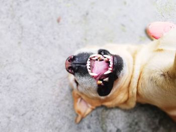 High angle view of dog yawning