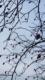 Low angle view of bare tree against sky