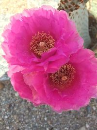 Close-up of pink flower blooming