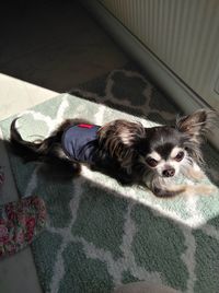 High angle view of dog resting on bed at home