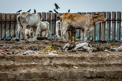 Cows standing on landfill