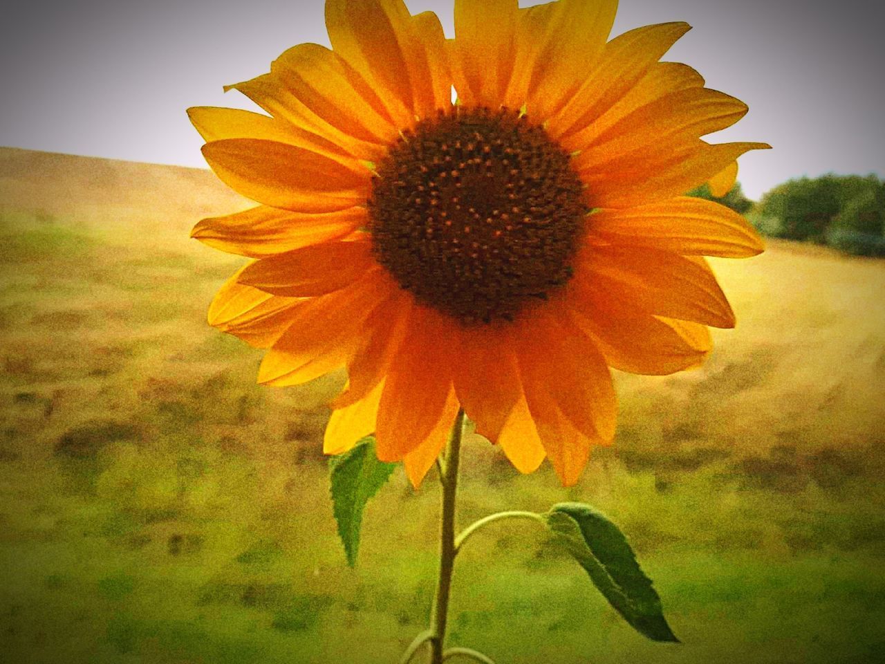 CLOSE-UP OF SUNFLOWER