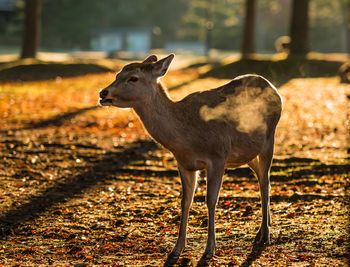 Deer standing on field