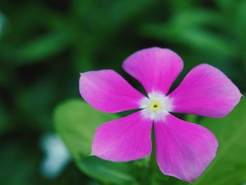 Close-up of pink flower blooming outdoors