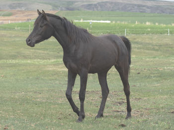 horse