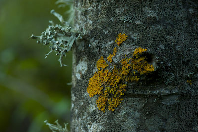 Close-up of lichen growing on tree trunk