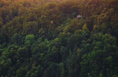 High angle view of trees in forest