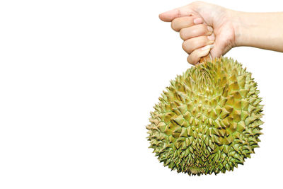 Close-up of hand holding fruit over white background