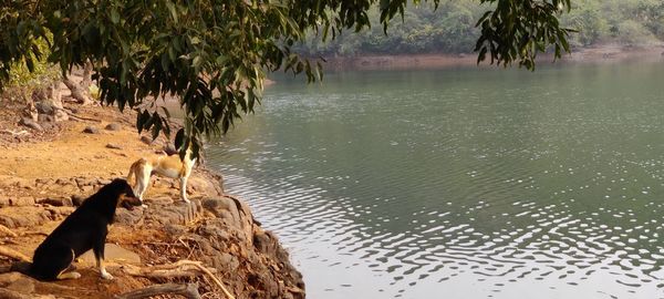 High angle view of birds in lake