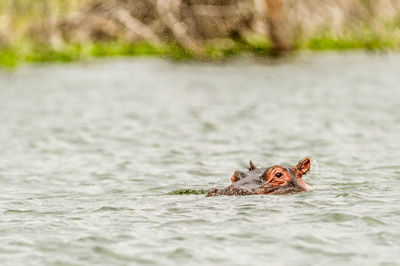 Turtle swimming in sea