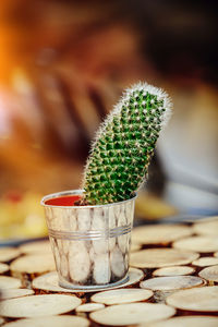 Close-up of potted plant on table