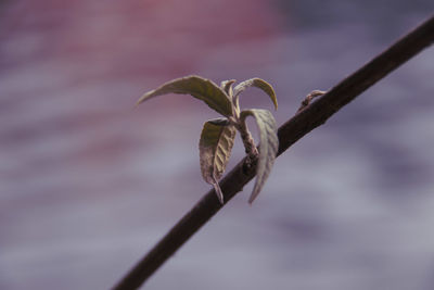 Close-up of wilted flower