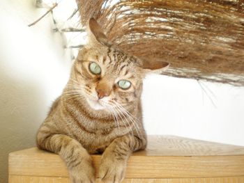 Close-up portrait of a cat looking away