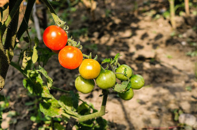 Close-up of fresh tomatoes on plant in field