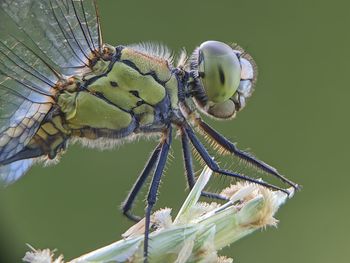 Close-up of butterfly on leaf