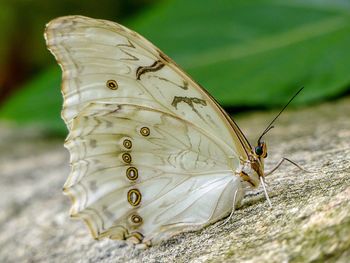 Close-up of butterfly