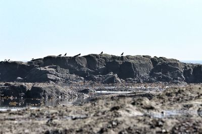 Flock of birds on rock formation against sky