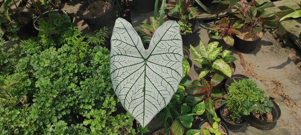 Close-up of caladium bicolor green leaves